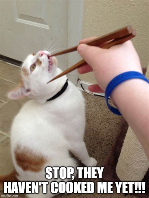 Chopsticks | STOP, THEY HAVEN'T COOKED ME YET!!! | image tagged in cats | made w/ Imgflip meme maker