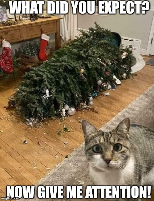 TO MUCH ATTENTION TO THE TREE | WHAT DID YOU EXPECT? NOW GIVE ME ATTENTION! | image tagged in cats,funny cats,christmas tree,christmas | made w/ Imgflip meme maker