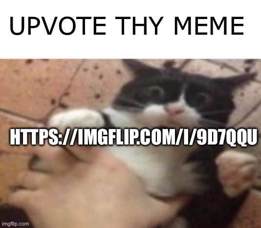 https://imgflip.com/i/9d7qqu | UPVOTE THY MEME; HTTPS://IMGFLIP.COM/I/9D7QQU | image tagged in cat caught in 4 k | made w/ Imgflip meme maker