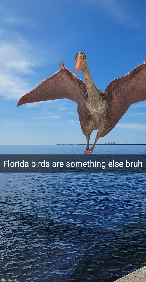 Florida birds are something else bruh | made w/ Imgflip meme maker