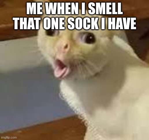 Cat gaging | ME WHEN I SMELL THAT ONE SOCK I HAVE | image tagged in cat gaging | made w/ Imgflip meme maker