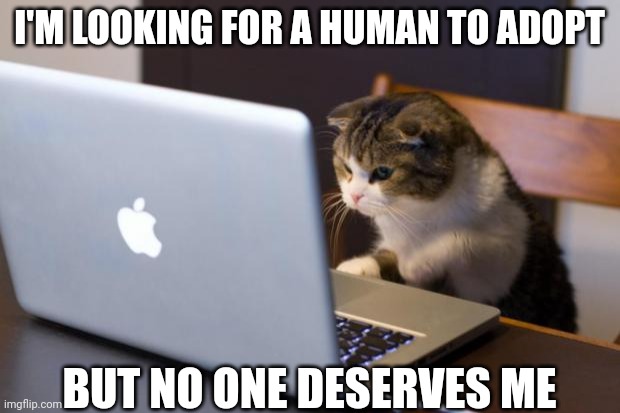 Cat using computer | I'M LOOKING FOR A HUMAN TO ADOPT; BUT NO ONE DESERVES ME | image tagged in cat using computer | made w/ Imgflip meme maker