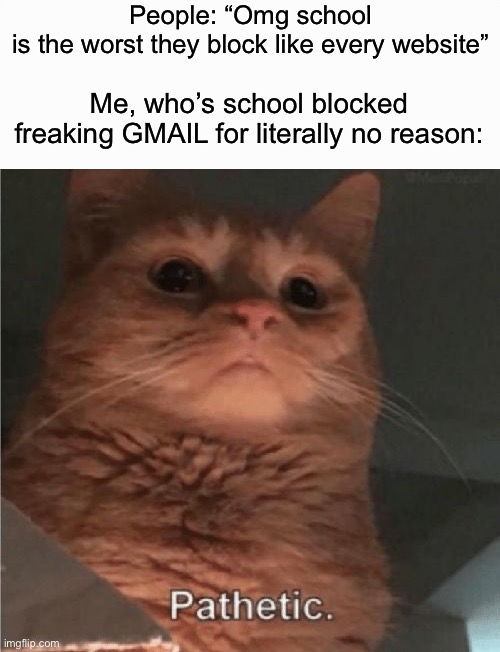 Like I get blocking stuff but Gmail???? | People: “Omg school is the worst they block like every website”; Me, who’s school blocked freaking GMAIL for literally no reason: | image tagged in pathetic cat,school,memes,funny,email,gmail | made w/ Imgflip meme maker