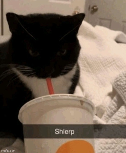 Shlerp | image tagged in shlerp | made w/ Imgflip meme maker