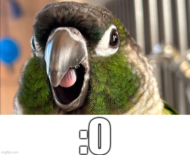 :0 | :0 | image tagged in birb,cute,pets,surprised | made w/ Imgflip meme maker