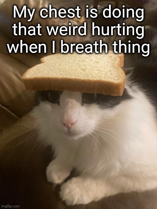 bread cat | My chest is doing that weird hurting when I breath thing | image tagged in bread cat | made w/ Imgflip meme maker