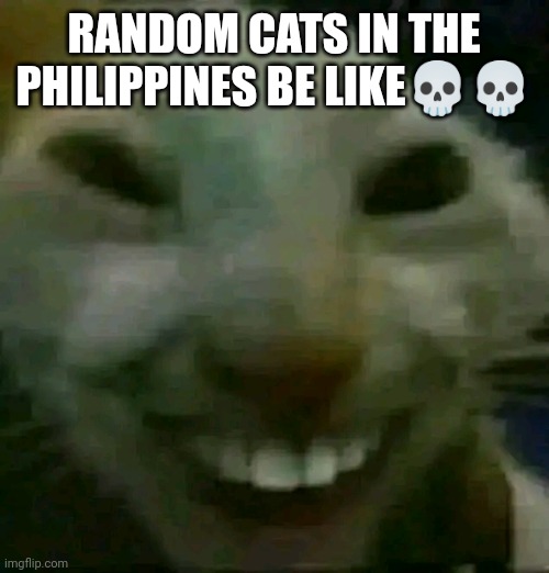 Random cat | RANDOM CATS IN THE PHILIPPINES BE LIKE💀💀 | image tagged in philippine smiling cat | made w/ Imgflip meme maker