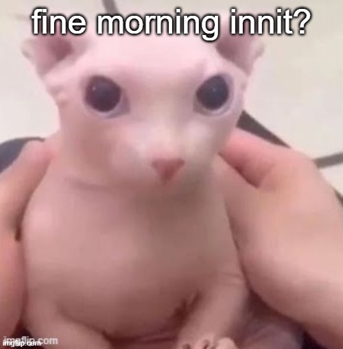 bingus | fine morning innit? | image tagged in bingus | made w/ Imgflip meme maker