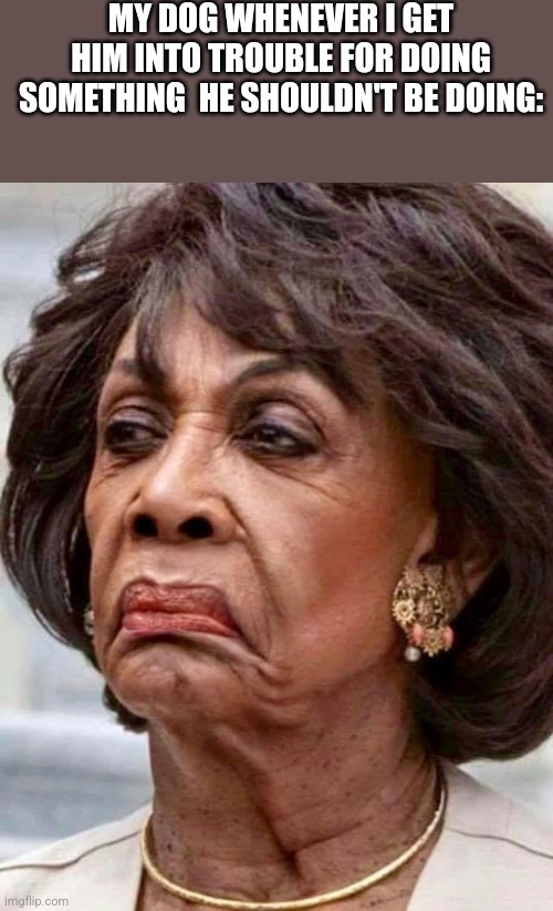 Maxine Waters | MY DOG WHENEVER I GET HIM INTO TROUBLE FOR DOING SOMETHING  HE SHOULDN'T BE DOING: | image tagged in maxine waters | made w/ Imgflip meme maker