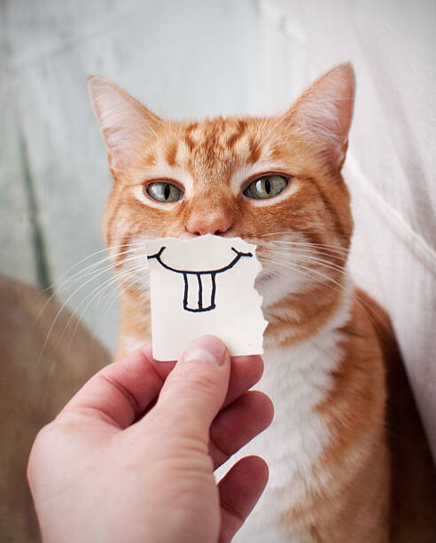 Cat Smile Paper Blank Meme Template