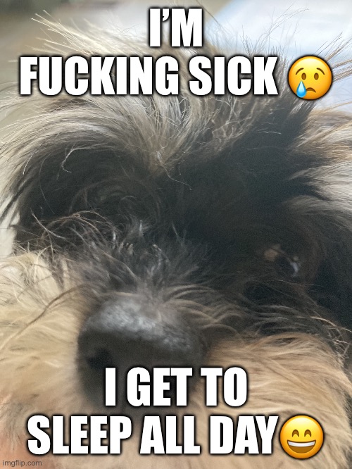 My dumbass dog | I’M FUCKING SICK 😢; I GET TO SLEEP ALL DAY😄 | image tagged in my dumbass dog | made w/ Imgflip meme maker