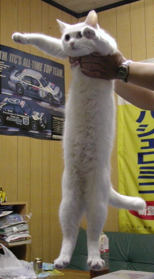 long cat | image tagged in long cat | made w/ Imgflip meme maker