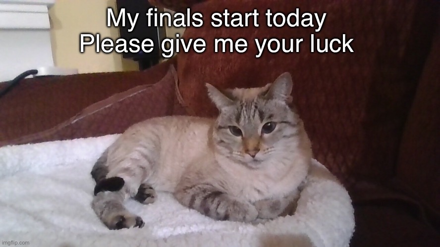 My finals start today
Please give me your luck | image tagged in judging cat it's my cat | made w/ Imgflip meme maker