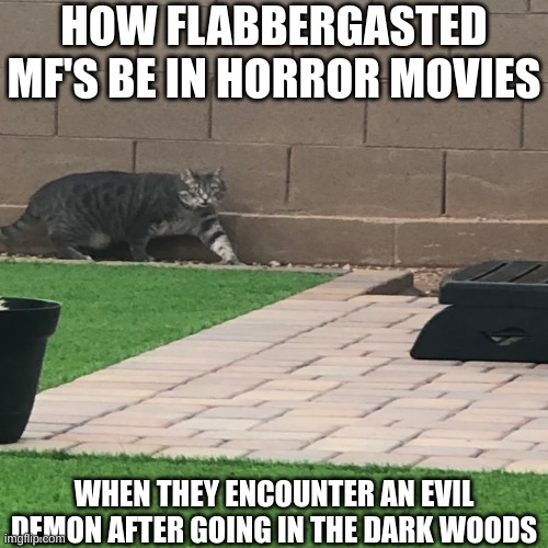 yeah | HOW FLABBERGASTED MF'S BE IN HORROR MOVIES; WHEN THEY ENCOUNTER AN EVIL DEMON AFTER GOING IN THE DARK WOODS | image tagged in cat,horror movie | made w/ Imgflip meme maker