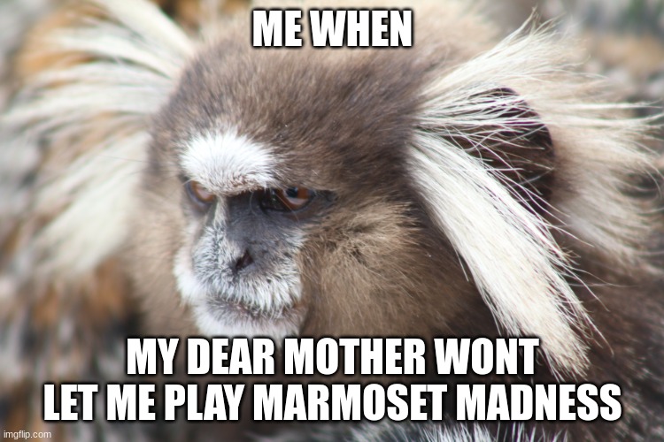 This makes me so mad | ME WHEN; MY DEAR MOTHER WONT LET ME PLAY MARMOSET MADNESS | image tagged in grumpy marmoset,monkey,angry | made w/ Imgflip meme maker