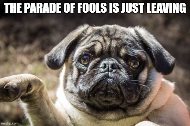 Parade of Fools | THE PARADE OF FOOLS IS JUST LEAVING | image tagged in pug points,pugs,politics,celebrities | made w/ Imgflip meme maker