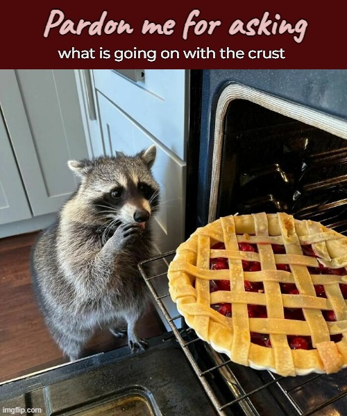 Is it Baked? | Pardon me for asking; what is going on with the crust | image tagged in funny memes,raccoon,cherry pie,daily cooking lesson | made w/ Imgflip meme maker