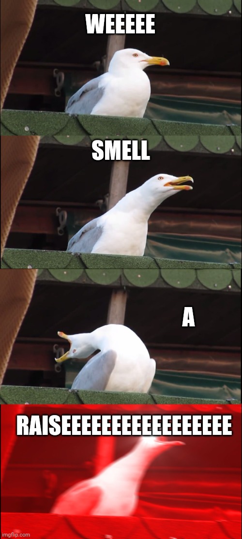 Raise | WEEEEE; SMELL; A; RAISEEEEEEEEEEEEEEEEE | image tagged in memes,inhaling seagull | made w/ Imgflip meme maker