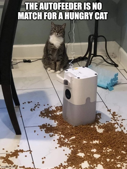 Feeding the hungry cat | THE AUTOFEEDER IS NO MATCH FOR A HUNGRY CAT | image tagged in cats,cat food,hungry cat | made w/ Imgflip meme maker