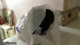 Close Call | image tagged in gifs,cats | made w/ Imgflip video-to-gif maker