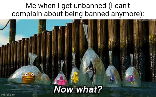 Now What? | Me when I get unbanned (I can't complain about being banned anymore): | image tagged in now what | made w/ Imgflip meme maker