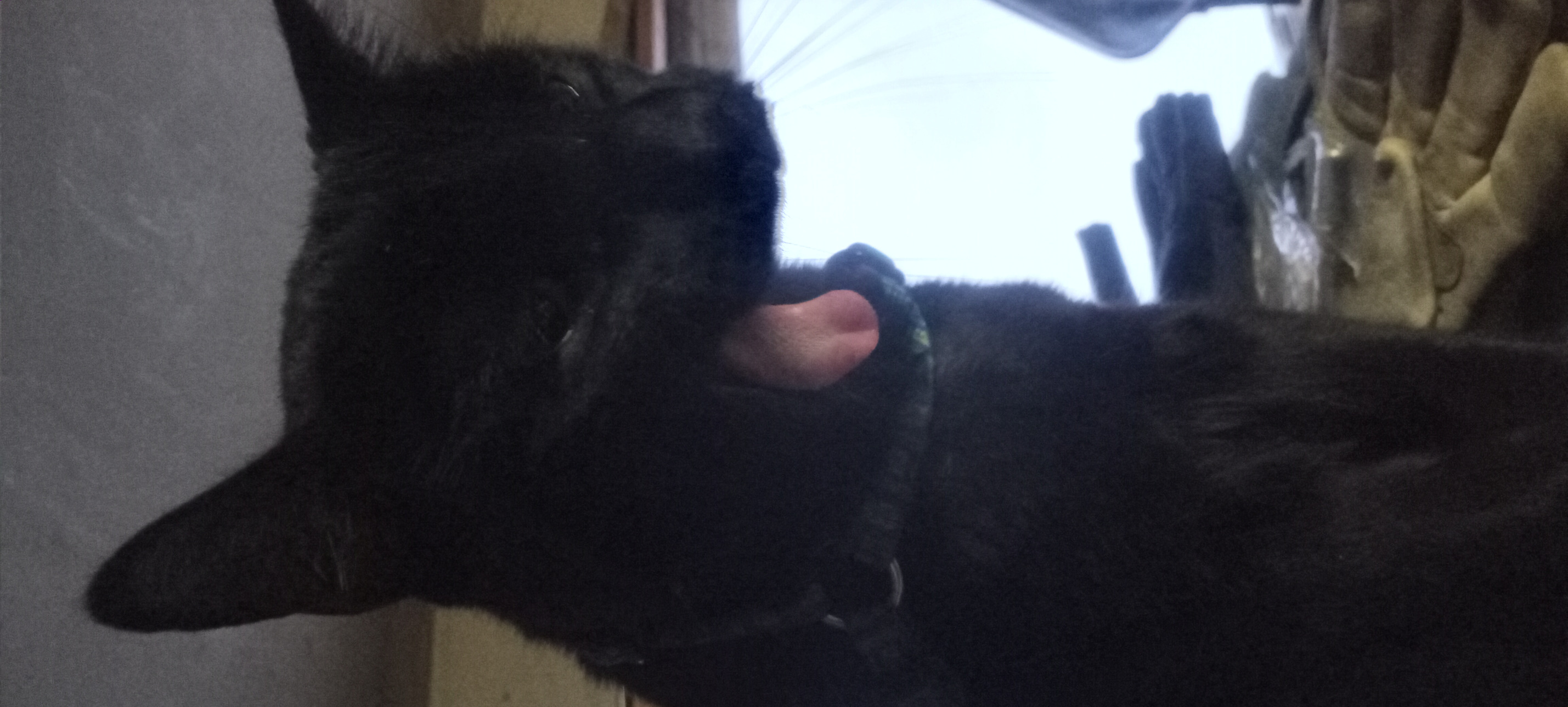 Cat cry Blank Meme Template