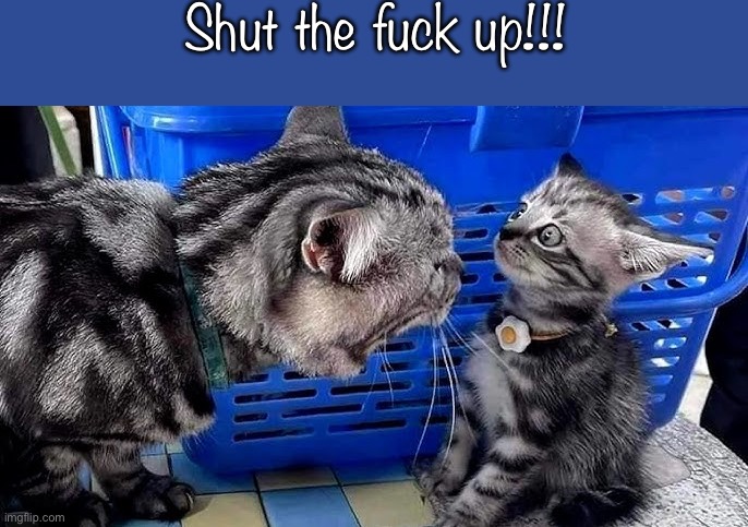 Mom cat mad at baby cat | Shut the fuck up!!! | image tagged in mom cat mad at baby cat | made w/ Imgflip meme maker