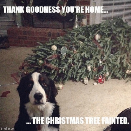 Thank Goodness... | image tagged in thank goodness,christmas,tree,dog,faint,oops | made w/ Imgflip meme maker