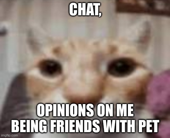 honest opinions | CHAT, OPINIONS ON ME BEING FRIENDS WITH PET | made w/ Imgflip meme maker