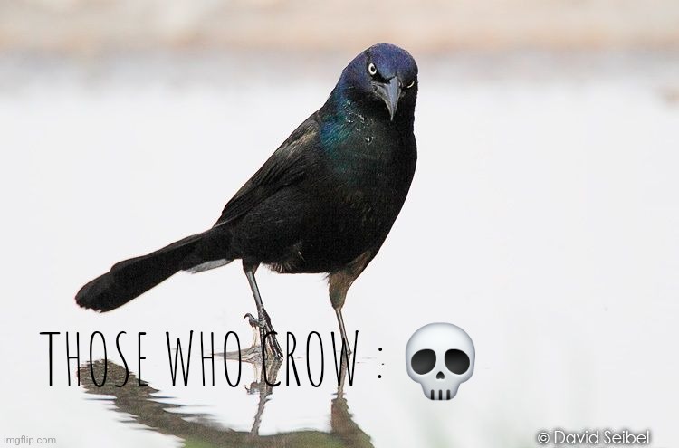 angry bird | THOSE WHO CROW : 💀 | image tagged in those who know,still water,skull | made w/ Imgflip meme maker