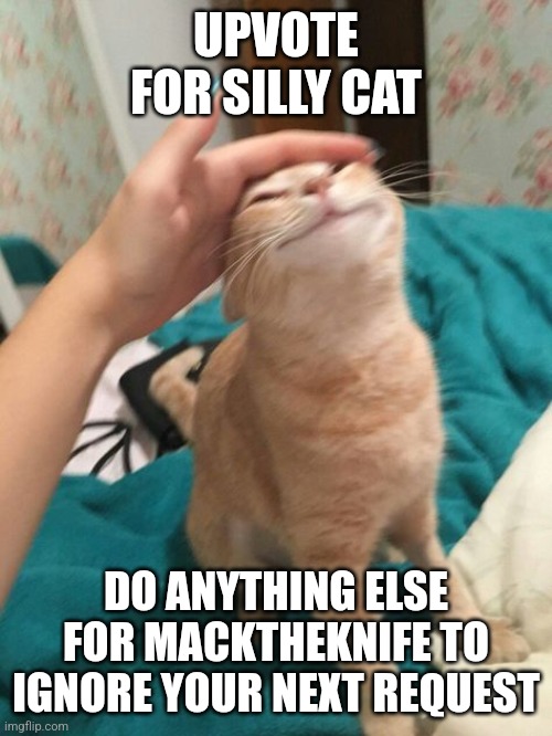 Orange Cat Being Pet | UPVOTE FOR SILLY CAT; DO ANYTHING ELSE FOR MACKTHEKNIFE TO IGNORE YOUR NEXT REQUEST | image tagged in orange cat being pet,silly | made w/ Imgflip meme maker