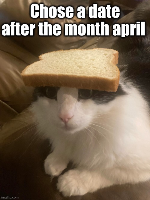 Pls and thank | Chose a date after the month april | image tagged in bread cat | made w/ Imgflip meme maker