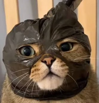 Cat mask Blank Meme Template