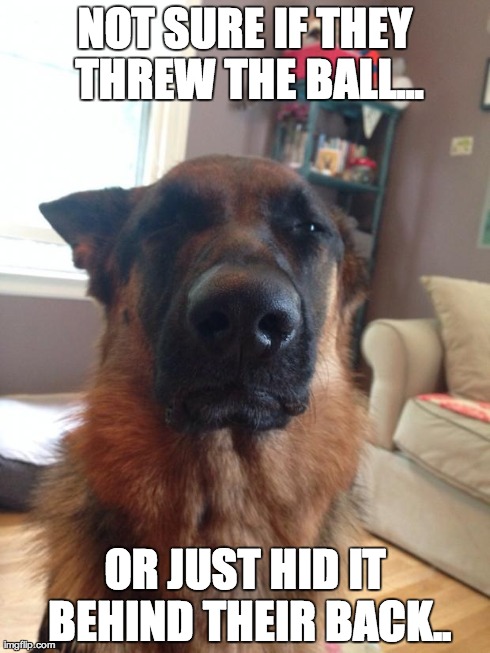 NOT SURE IF THEY THREW THE BALL... OR JUST HID IT BEHIND THEIR BACK.. | image tagged in dubious dog,AdviceAnimals | made w/ Imgflip meme maker