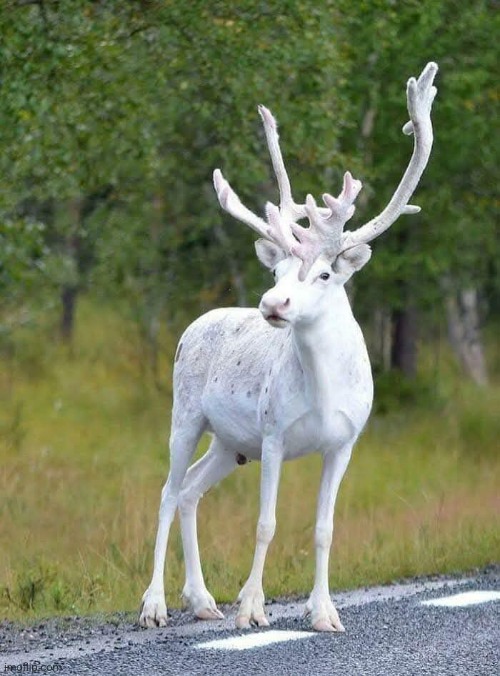 Albino Reindeer | image tagged in rare,reindeer,photo,awesome,animals | made w/ Imgflip meme maker