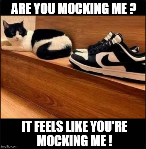 Suspicious Shoes ? | ARE YOU MOCKING ME ? IT FEELS LIKE YOU'RE
MOCKING ME ! | image tagged in cats,nike,mocking | made w/ Imgflip meme maker