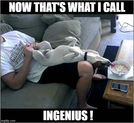 Cereal Thief ! | NOW THAT'S WHAT I CALL; INGENIUS ! | image tagged in dogs,cereals,thief | made w/ Imgflip meme maker