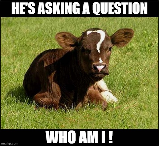 Curious Markings | HE'S ASKING A QUESTION; WHO AM I ! | image tagged in cows,calf,question,who am i | made w/ Imgflip meme maker