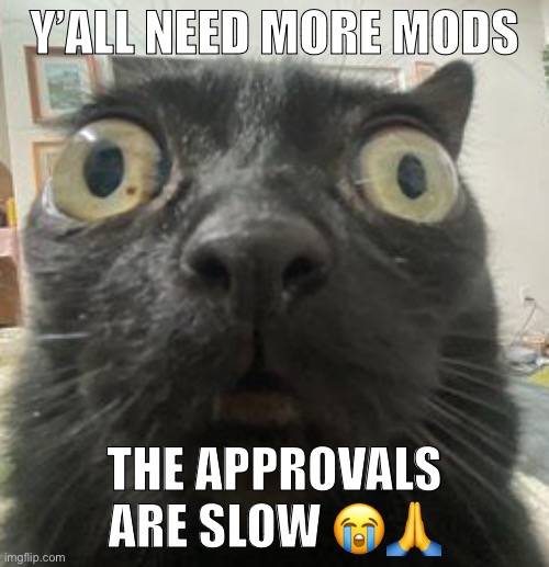 Cat staring into your gayness (Ade: I'm the only one, it seems, and one other person) | Y’ALL NEED MORE MODS; THE APPROVALS ARE SLOW 😭🙏 | image tagged in jinx staring | made w/ Imgflip meme maker