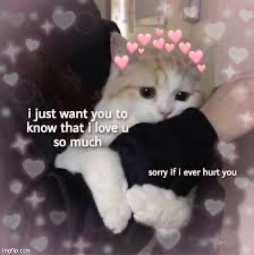 Wholesome cat | image tagged in memes,funny,cats,wholesome,lgbtq | made w/ Imgflip meme maker