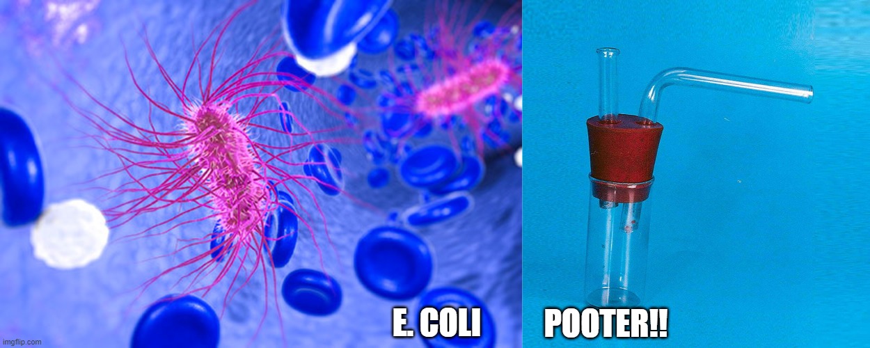 POOTER!! E. COLI | image tagged in spanish,language,english | made w/ Imgflip meme maker