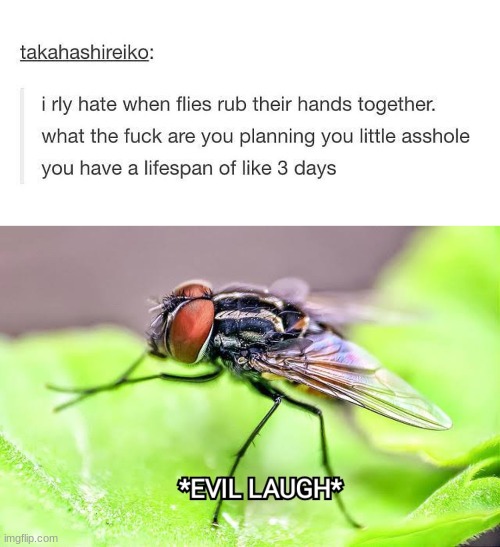 these flies should be disney villains | image tagged in memes,funny,reddit | made w/ Imgflip meme maker