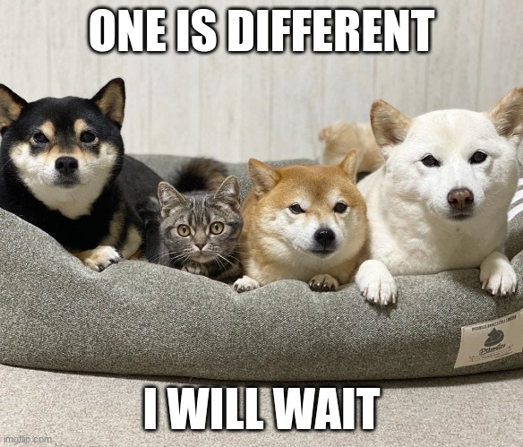 One of these things is not like the other | ONE IS DIFFERENT; I WILL WAIT | image tagged in one of these things is not like the other | made w/ Imgflip meme maker