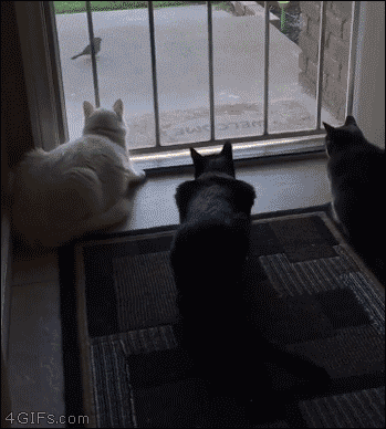 Dog scares cats looking at a bird Blank Meme Template