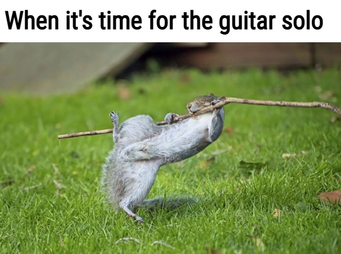 When it's time for the guitar solo | image tagged in funny animals,music,funny | made w/ Imgflip meme maker