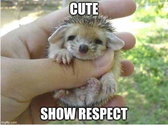 cute | CUTE; SHOW RESPECT | image tagged in cute animals | made w/ Imgflip meme maker