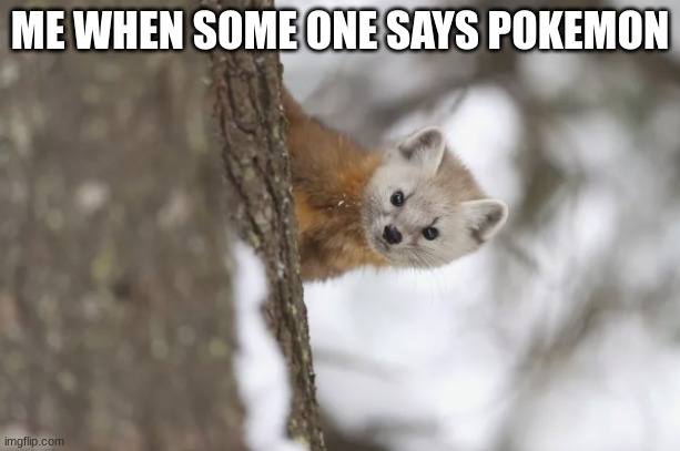 cute | ME WHEN SOME ONE SAYS POKEMON | image tagged in cute animals | made w/ Imgflip meme maker