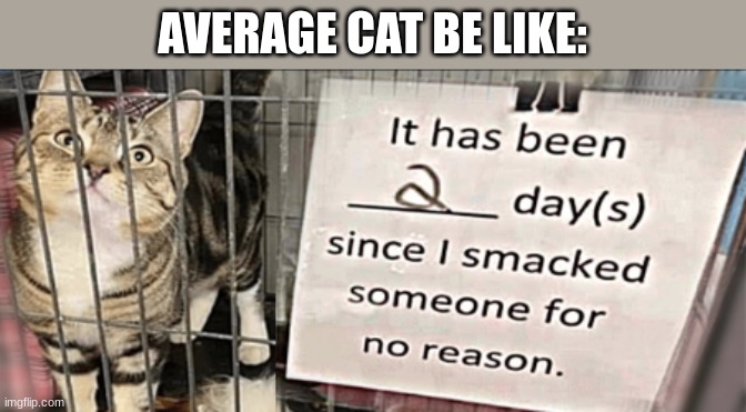 Average Cat | AVERAGE CAT BE LIKE: | image tagged in average cat | made w/ Imgflip meme maker