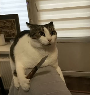 Cat with a knife Blank Meme Template