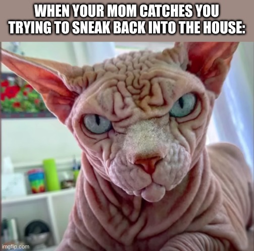 Angry Cat | WHEN YOUR MOM CATCHES YOU TRYING TO SNEAK BACK INTO THE HOUSE: | image tagged in angry cat | made w/ Imgflip meme maker